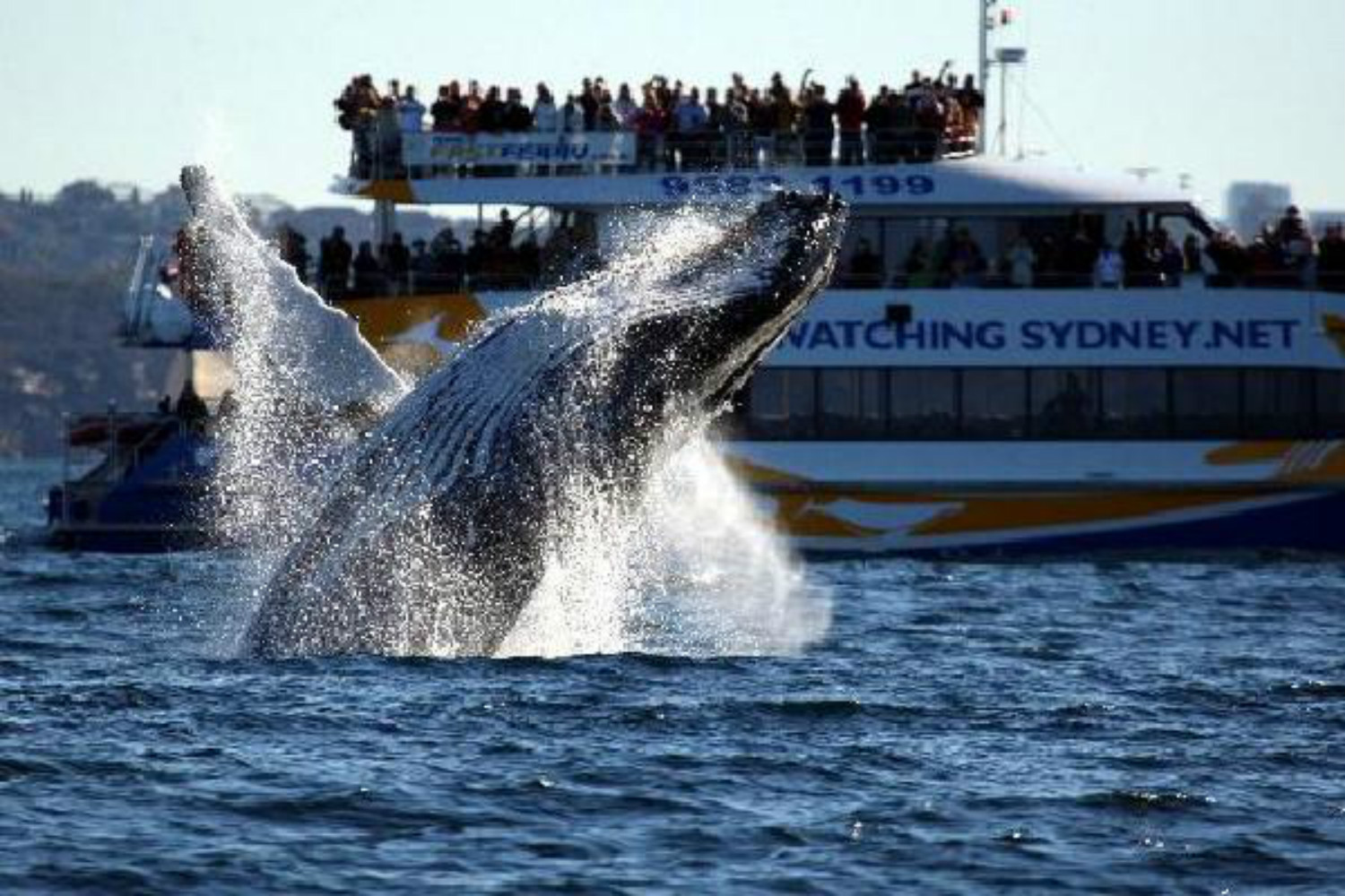 2024悉尼外海2至3小时观鲸之旅(11/5-24/11)