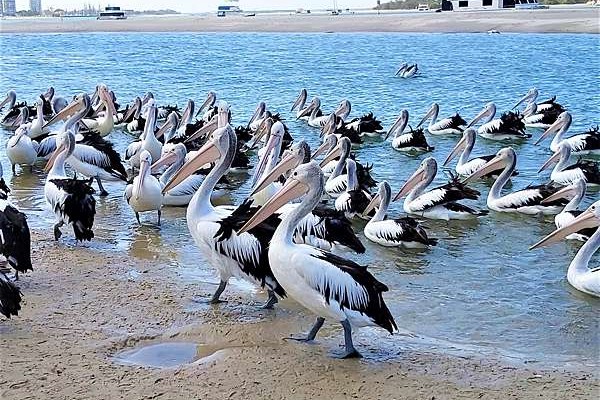 黄金海岸一日游