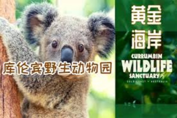 黄金海岸可伦宾野生动物保护门票（含考拉照片）