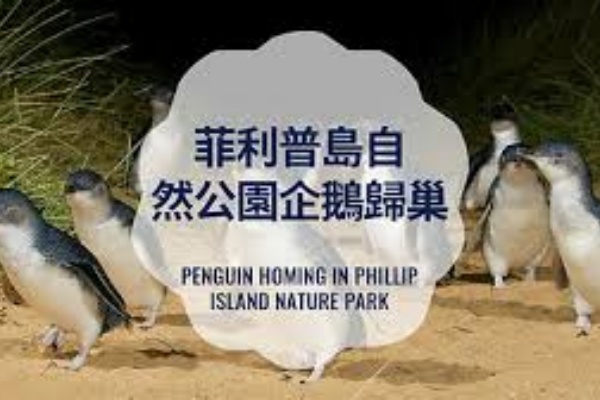 菲利普岛自然公园 (企鹅归巢) 普通看台及升级地下看台