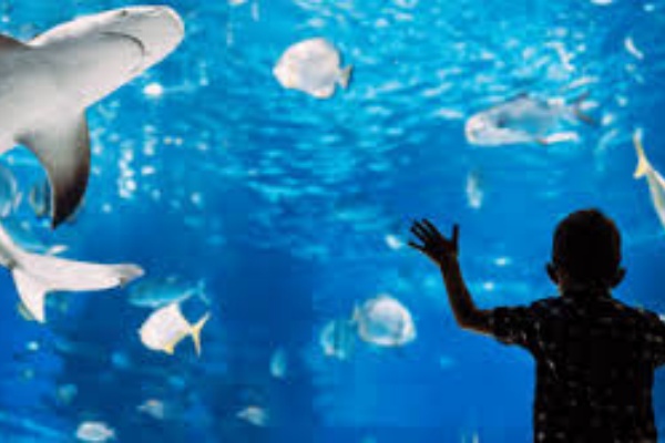 凯恩斯水族馆门票（可加购晚餐、夜游）