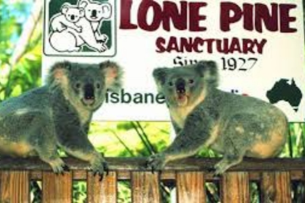 布里斯班龙柏考拉动物园Lone Pine Koala Sanctuary单日门票
