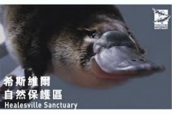 墨尔本希尔斯维尔动物保护区门票