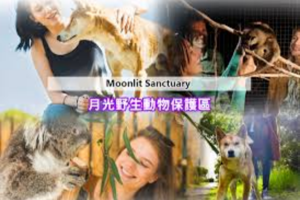 月光保护区野生保护公园(Moonlit Sanctuary)夜游体验（可选市区接送）