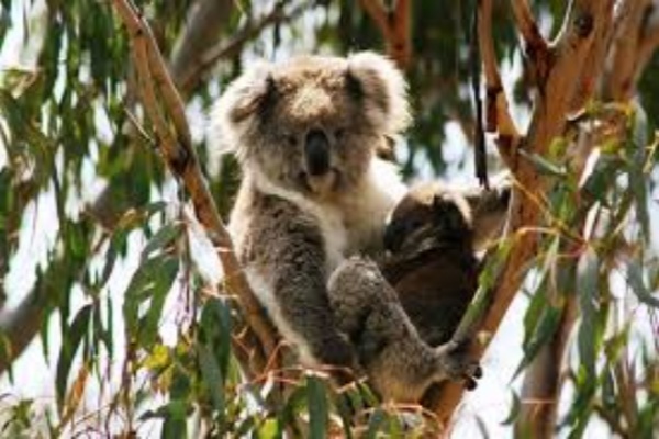 菲利普岛考拉保育中心门票（Koala Conservation Reserve）
