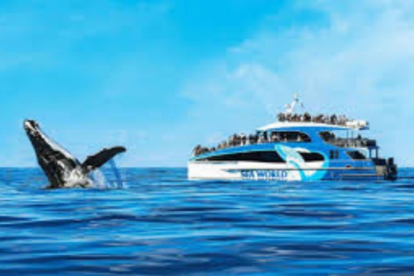 观鲸+黄金海岸观光一日游