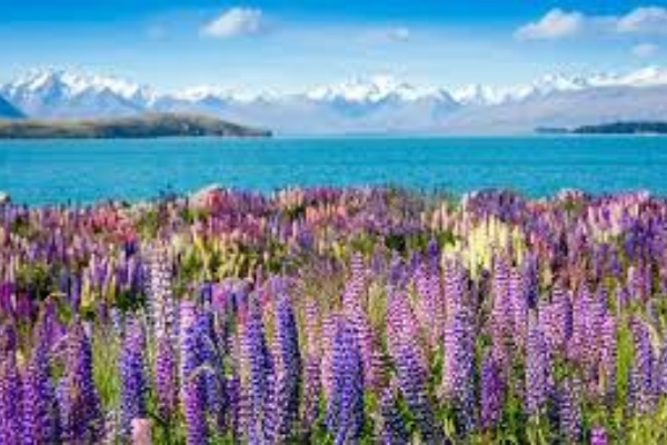 南岛6日(皇后镇)休闲游